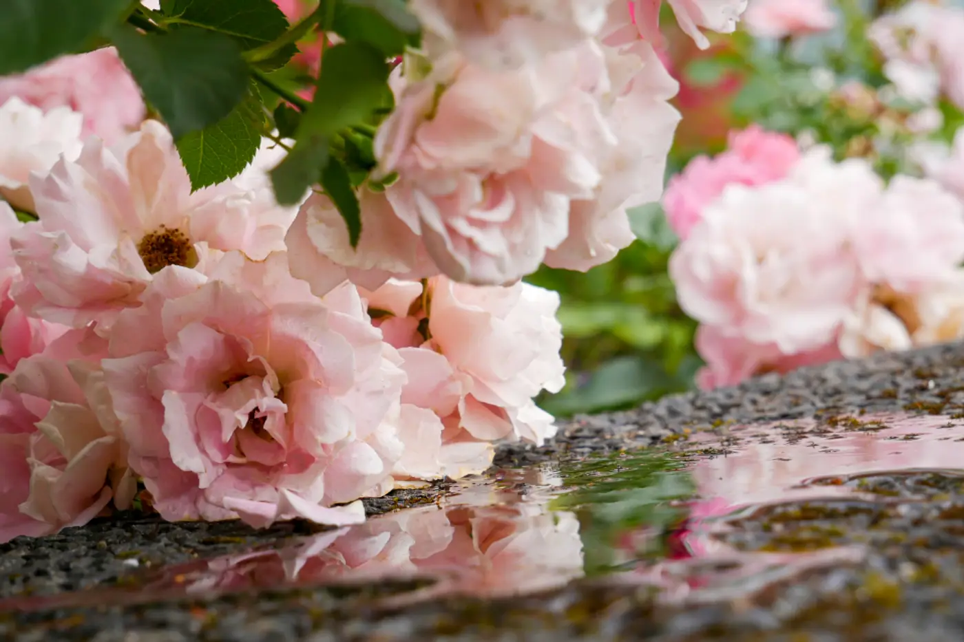 Pink roses after the rain